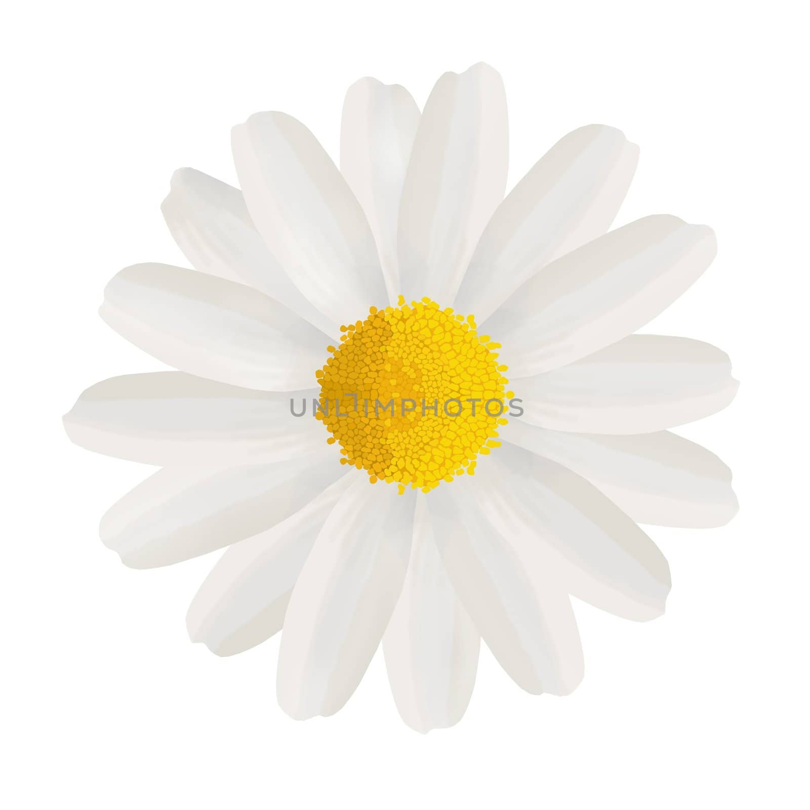 Birthday or Mother's Day card to Mum with a white daisy on a white background