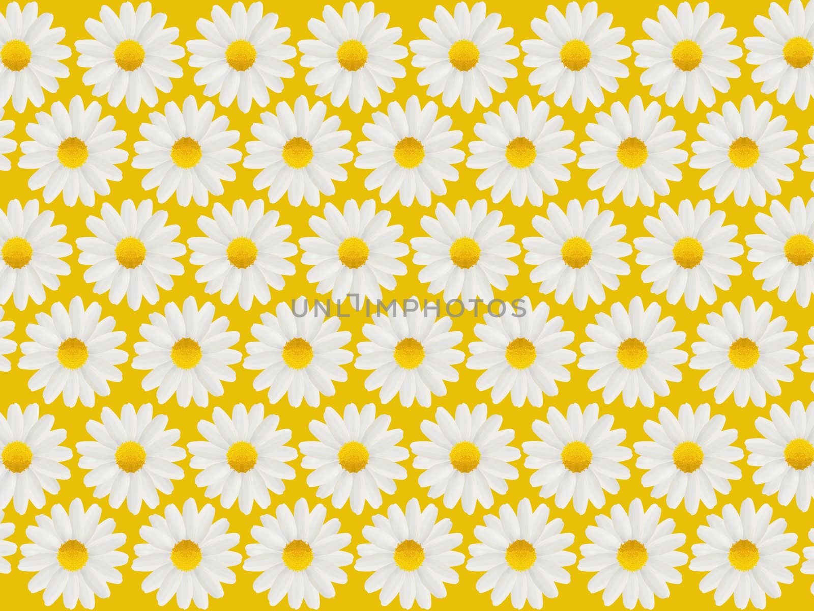 Happy Birthday card with white daisies on a yellow background wallpaper