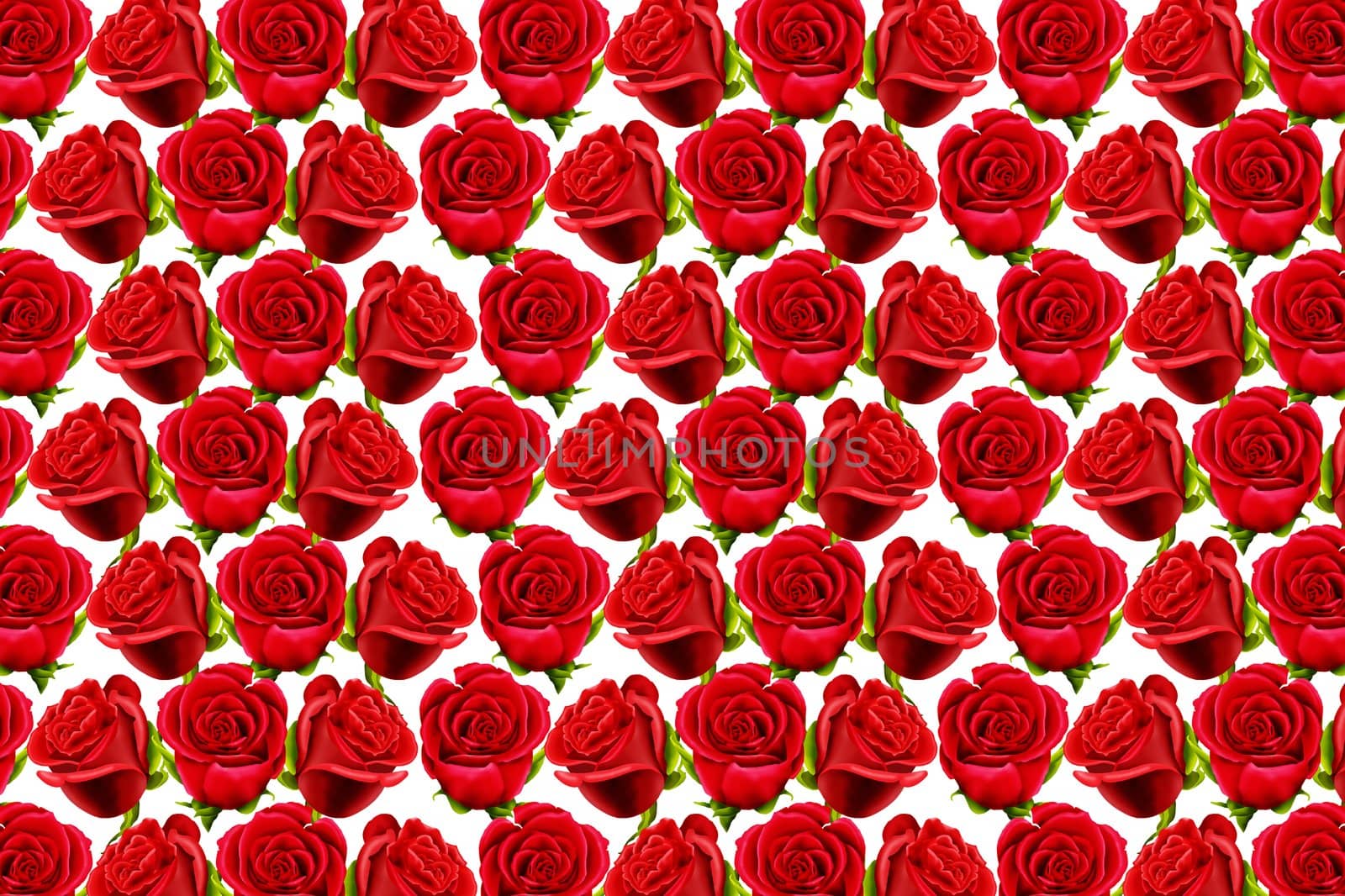 Wallpaper of red roses on a white background by acremead