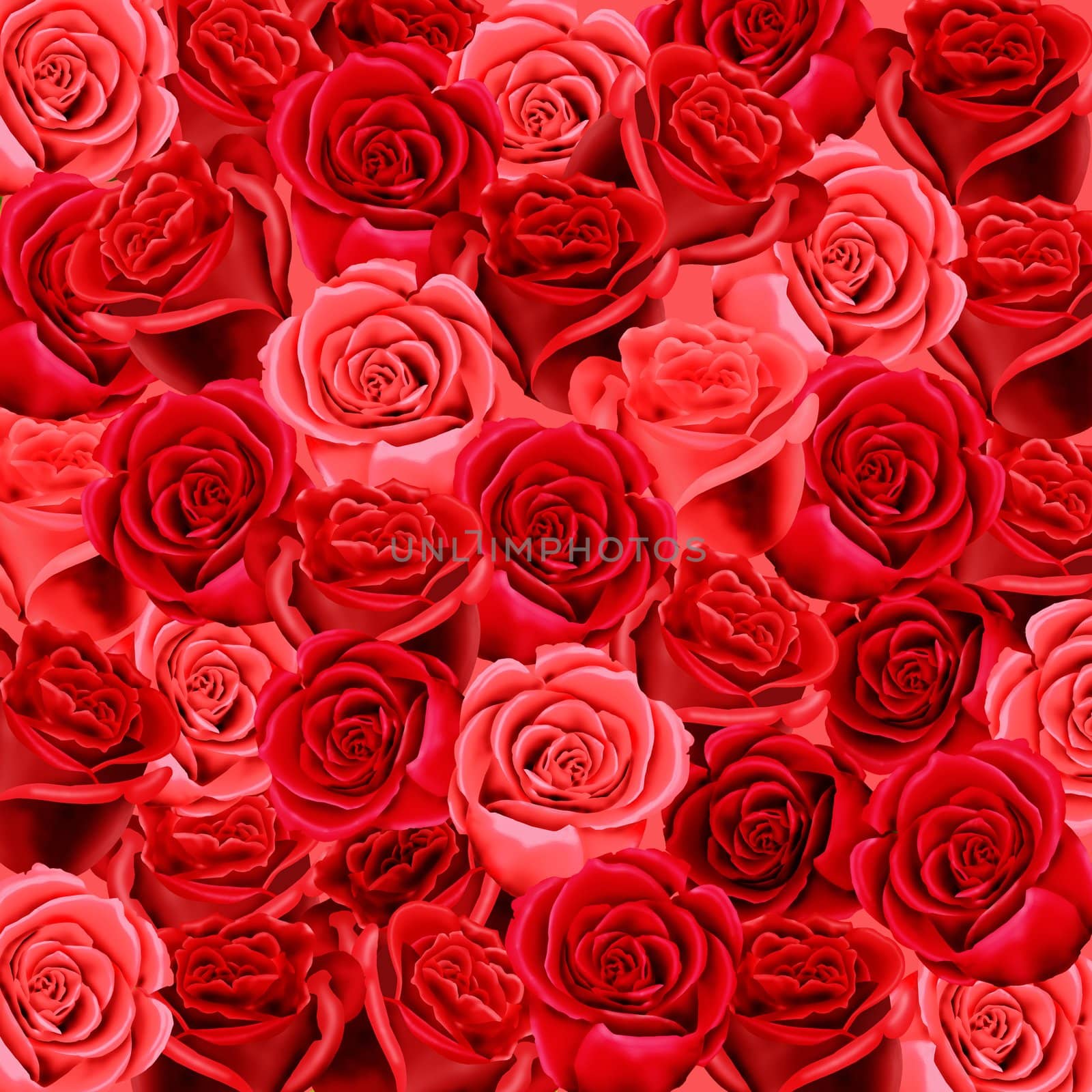 Wallpaper of red and pink roses by acremead