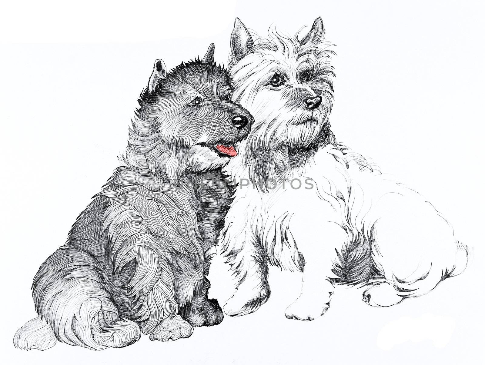 Scottie dogs drawing isolated on a white background