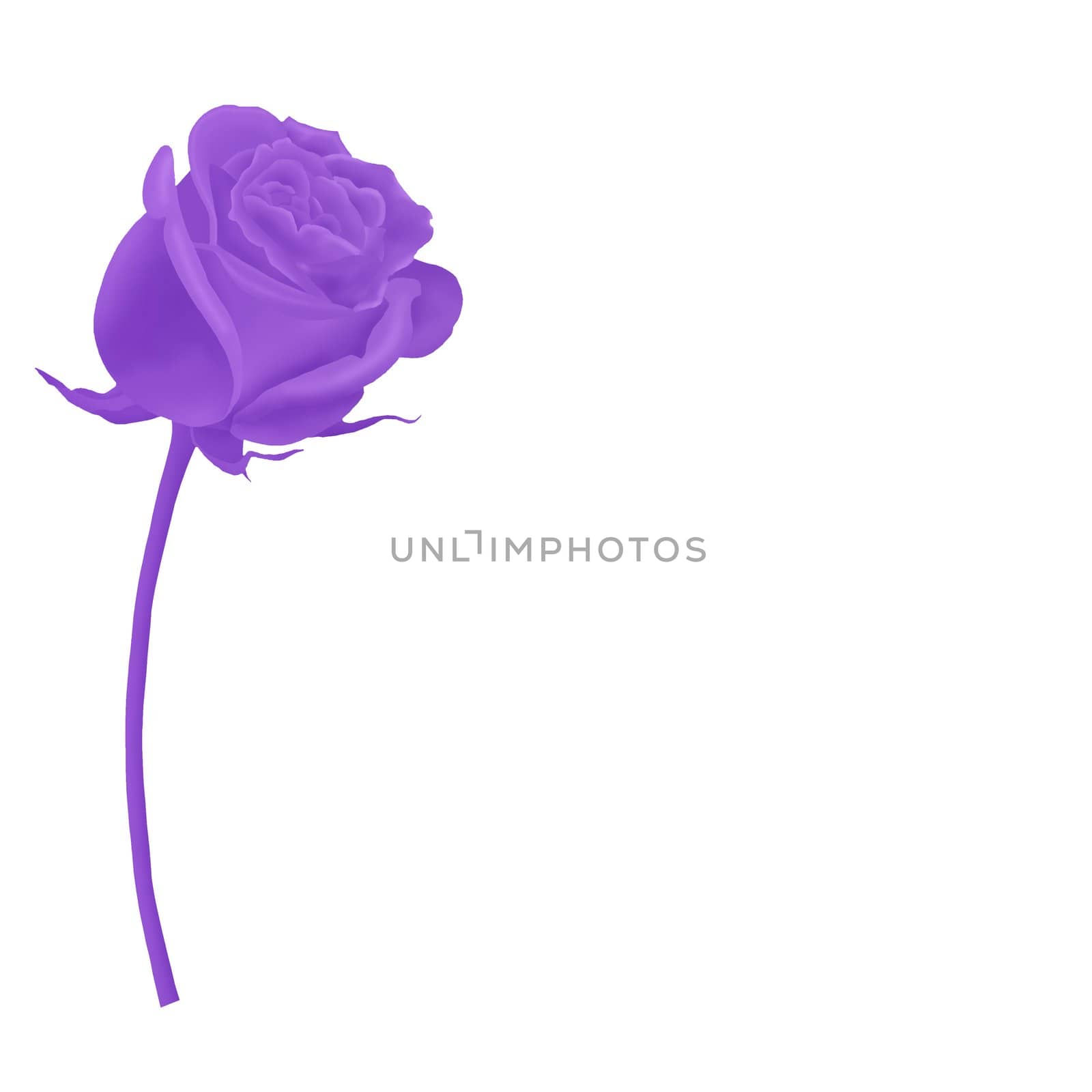 Birthday card for Mum with a single purple rose isolated on a white background