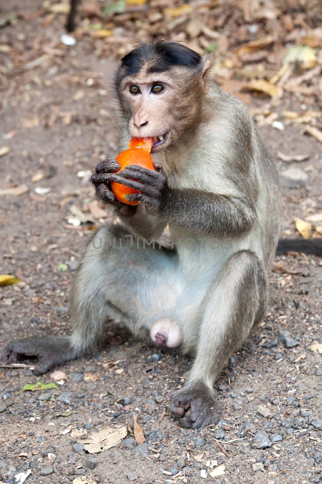 Rhesus Macaque - Macaca mulatta in Keala, India