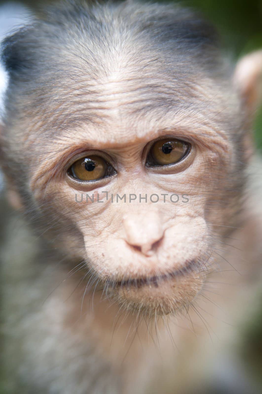 Rhesus Macaque - Macaca mulatta in Keala, India