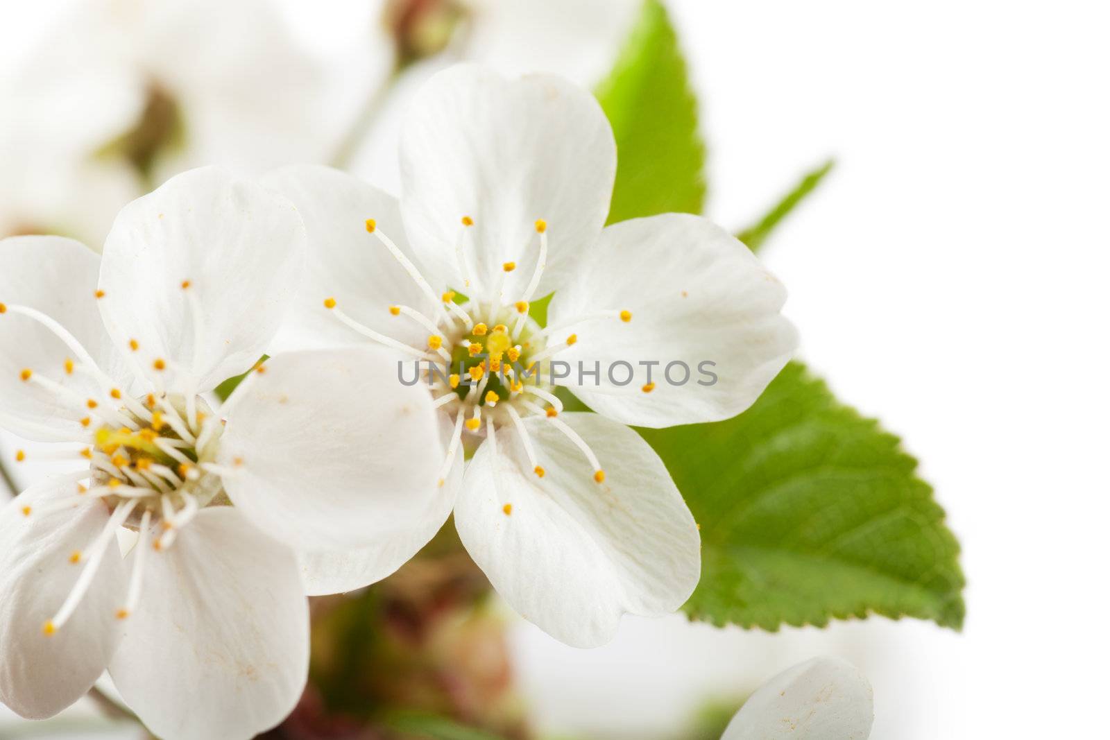 Macro view of white flowers of cherry tree
