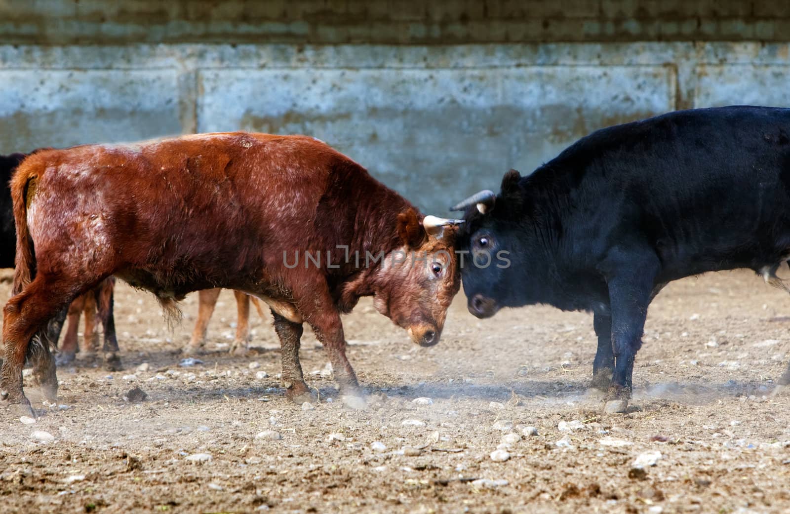 Fighting bulls on a farm