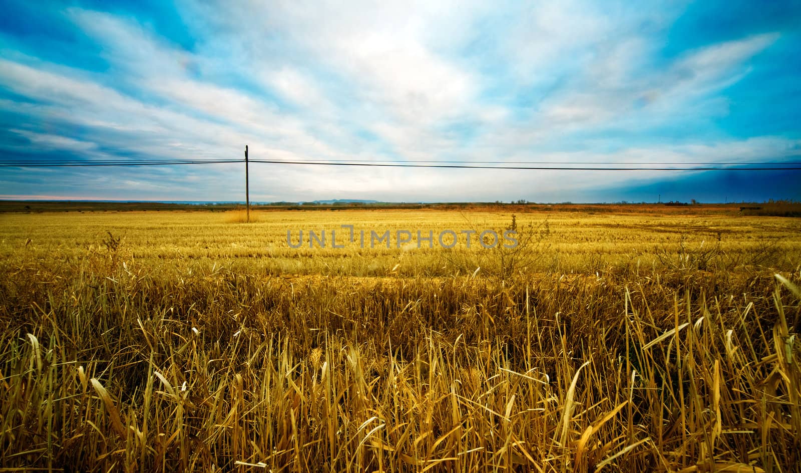 Wheat fields by carloscastilla