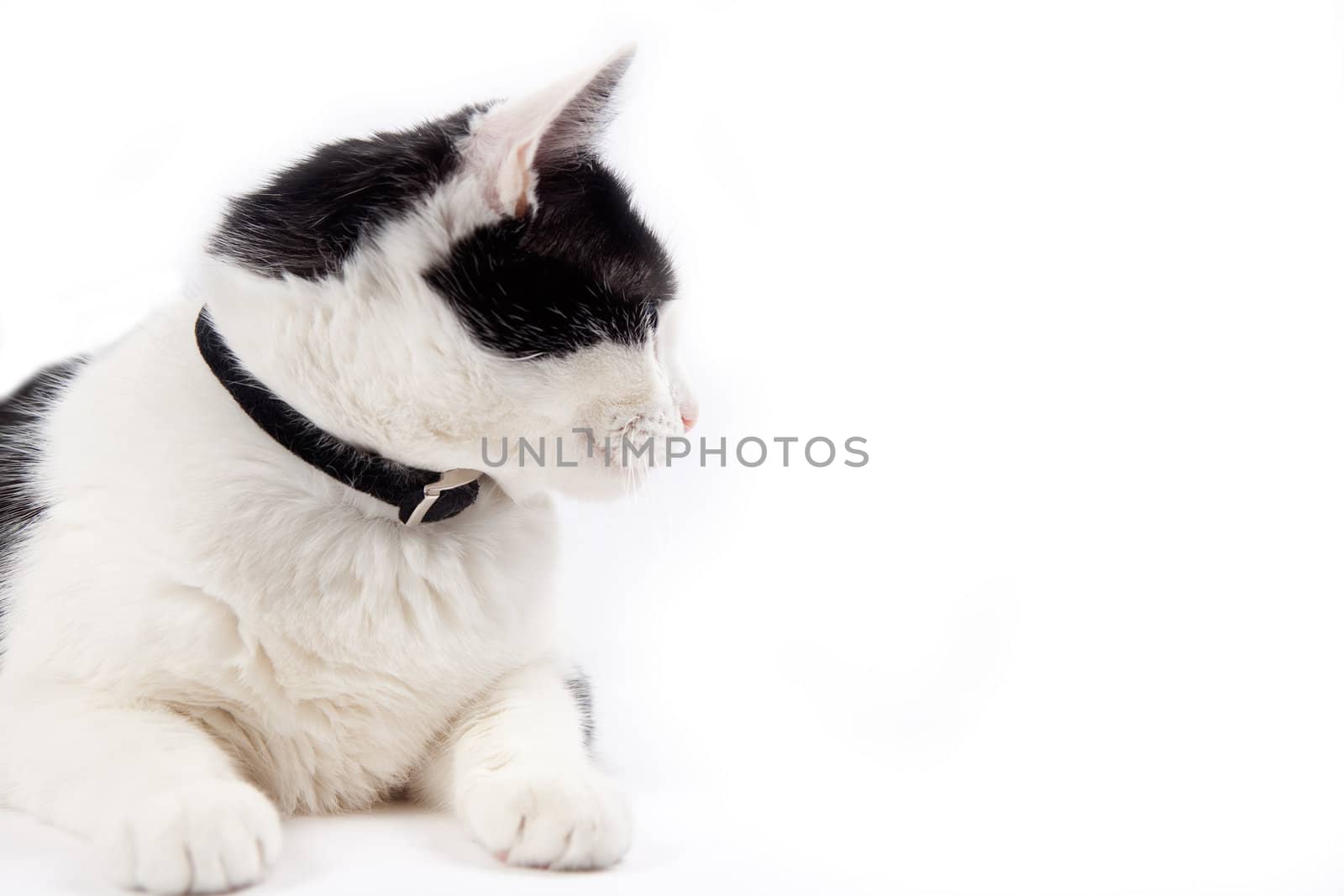 Cat portrait looking isolated in white