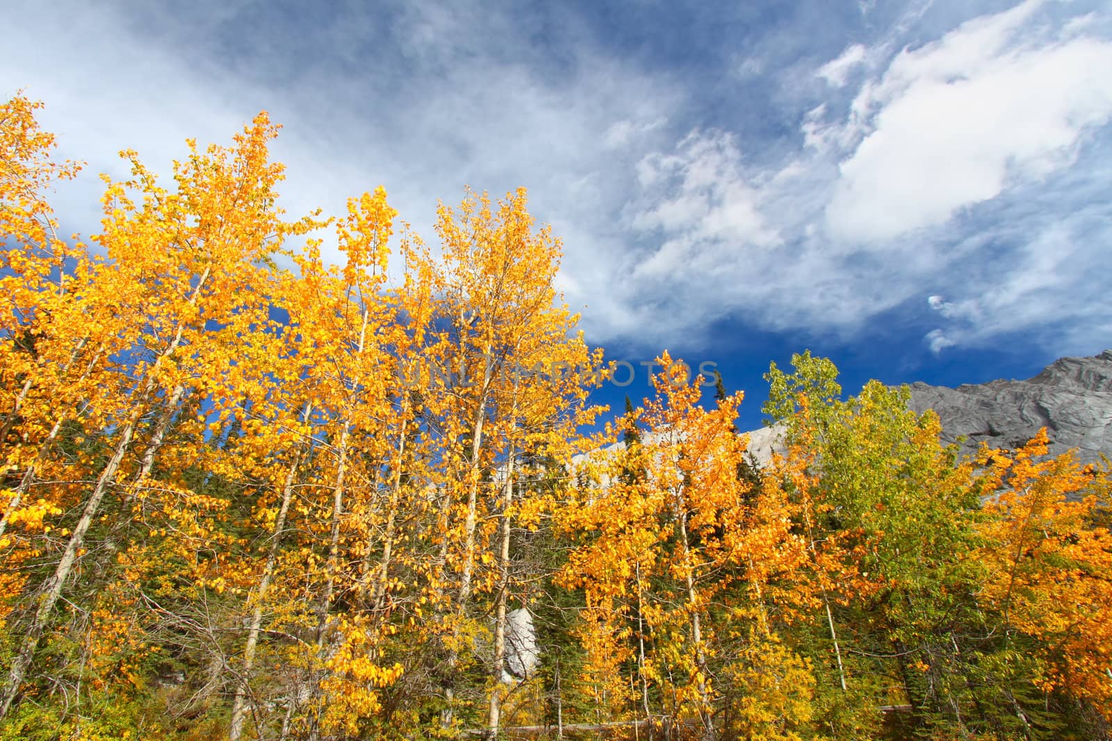 Autumn colors below blue skies in the Canadian Rockies.