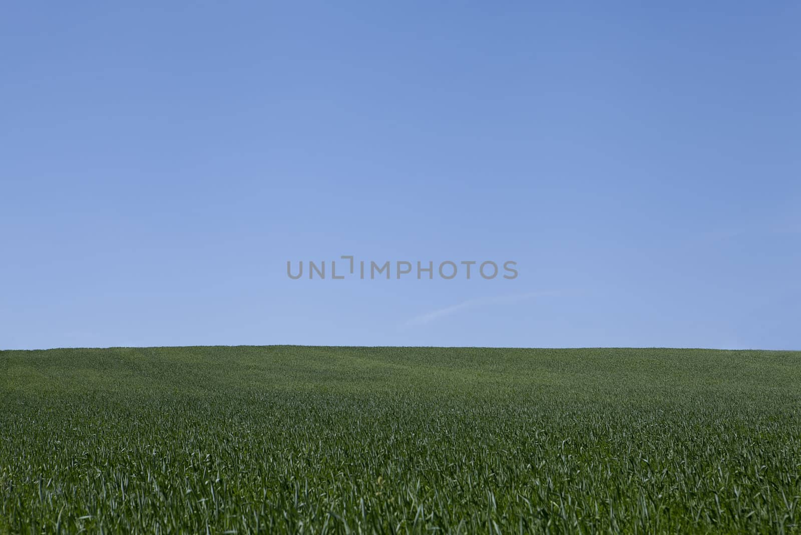 beautiful summer day with blue sky outdoor background green 