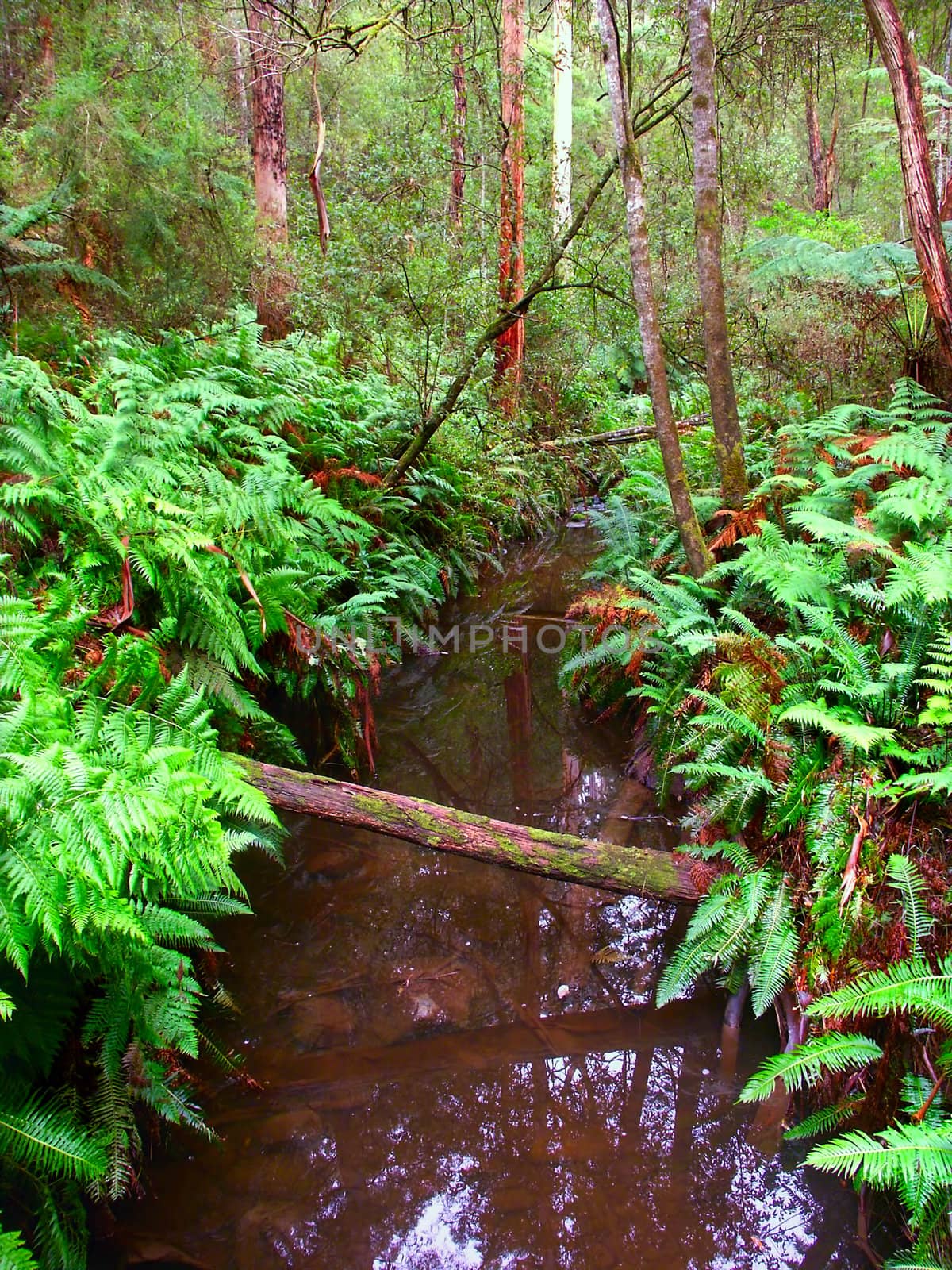 Calm stream in the rainforests of the Great Otway National Park of southern Victoria, Australia. 