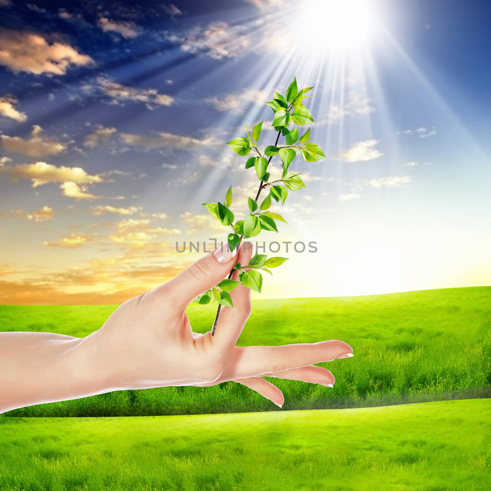 Hands holding green sprouts by sergey_nivens