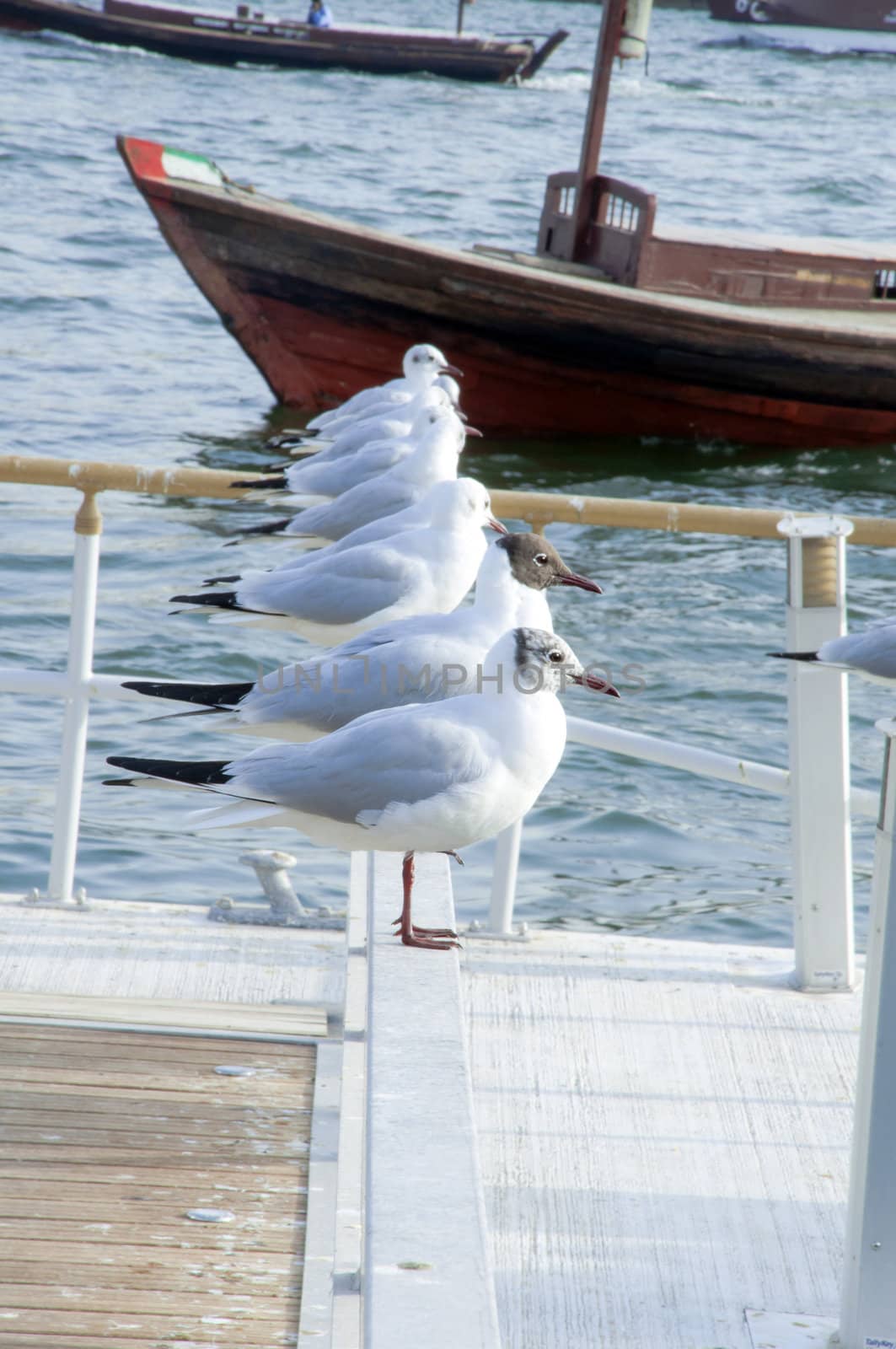 Seagulls standing in a row by Dubai Creek, UAE