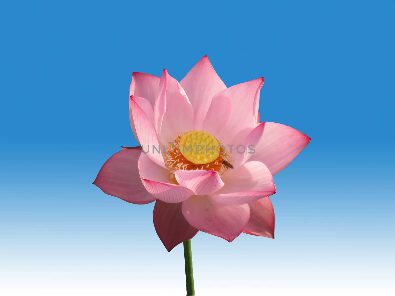 Pink lotus flower isolated on blue and white background 