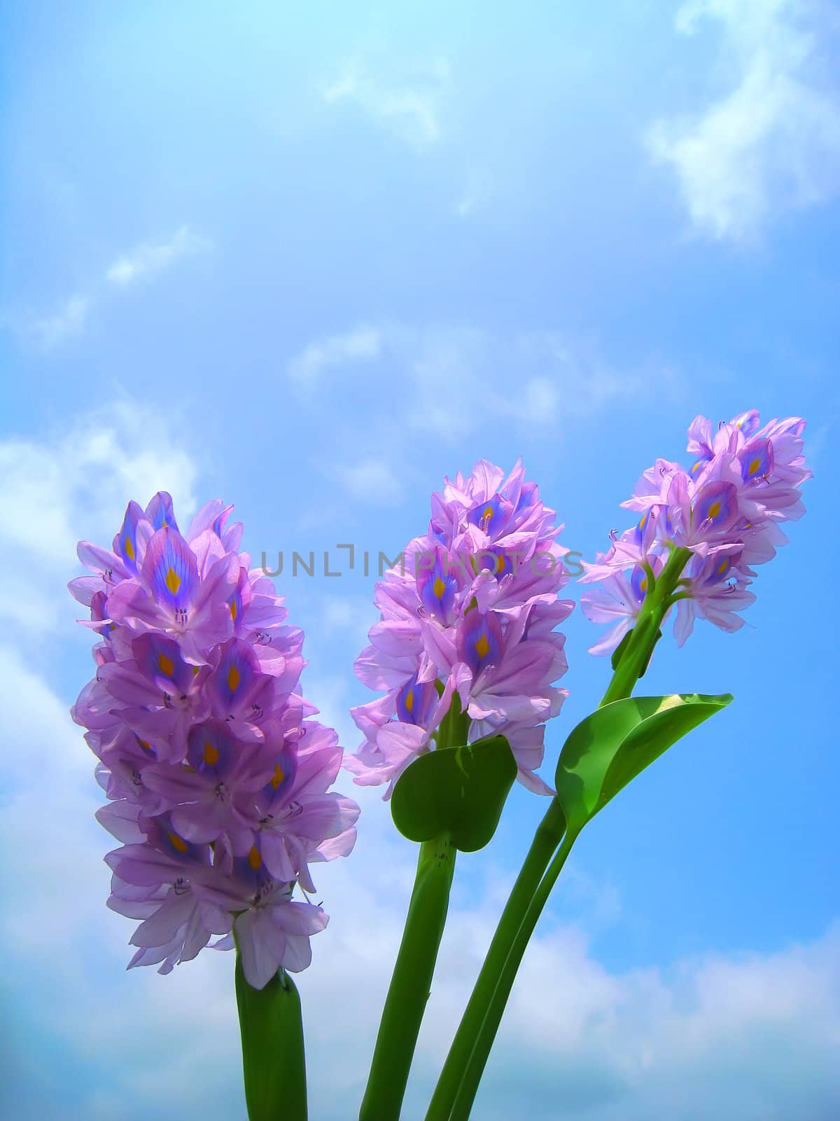 hyacinth on blue sky by dinhngochung