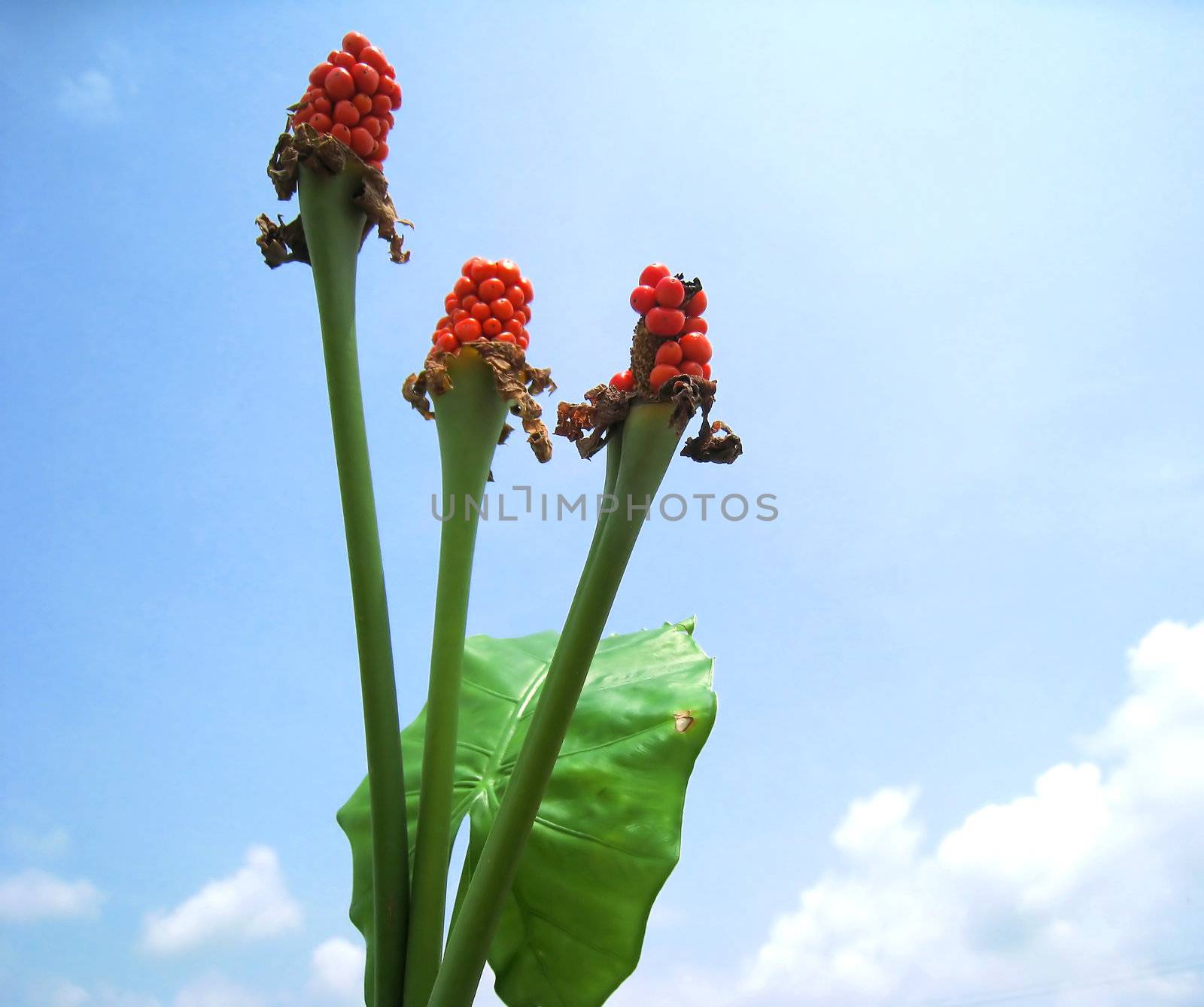 Alocasia flowers and leave on blue sky  by dinhngochung