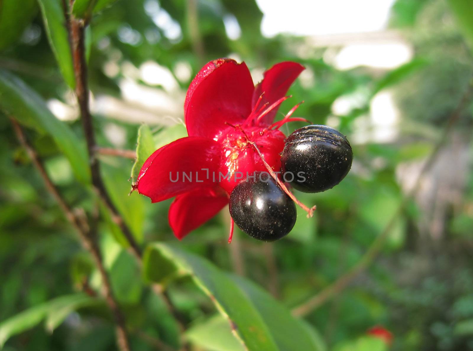 red flower with black seeds by dinhngochung