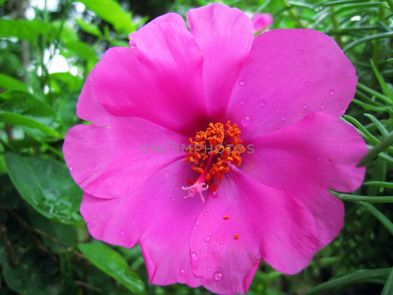 a pink flowers bloom in the afternoon