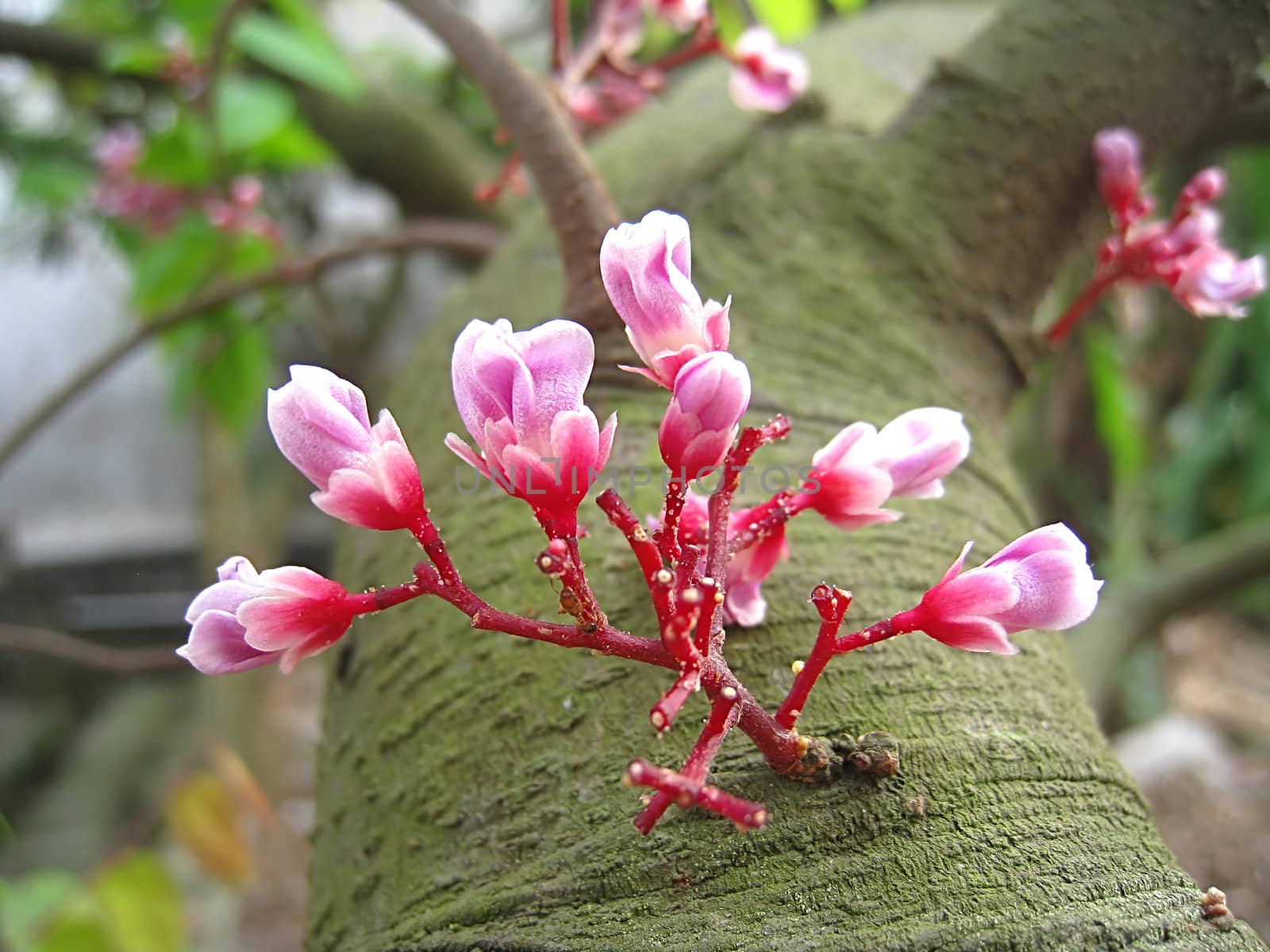 carambola flowers blooming in the garden in summer