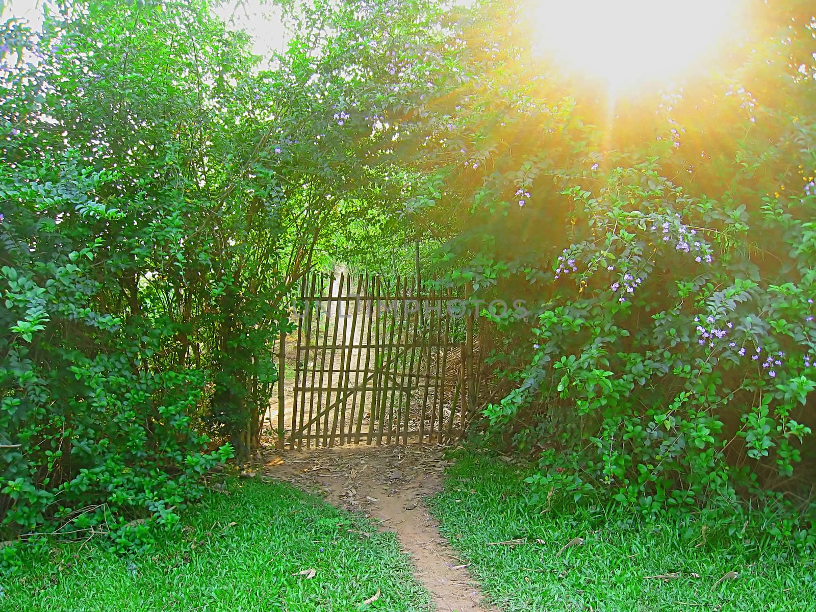 bamboo gate more brilliant when the sun shines on