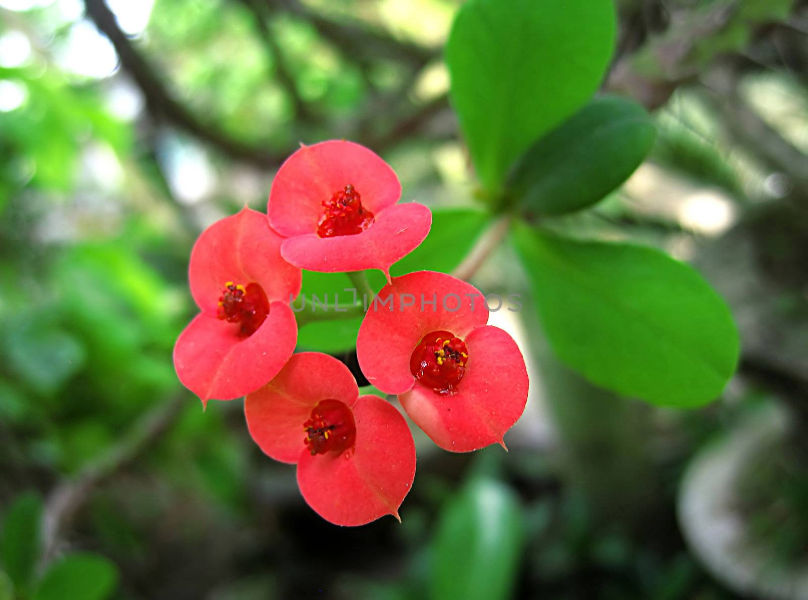 Red flowers blooming cactus. sparkling dew drops on petals