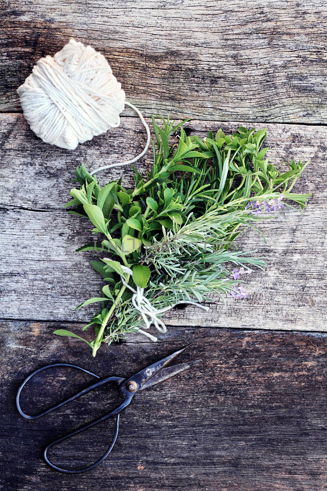 Fresh organically grown herbs tied together in a bundle with antique scissors. 
