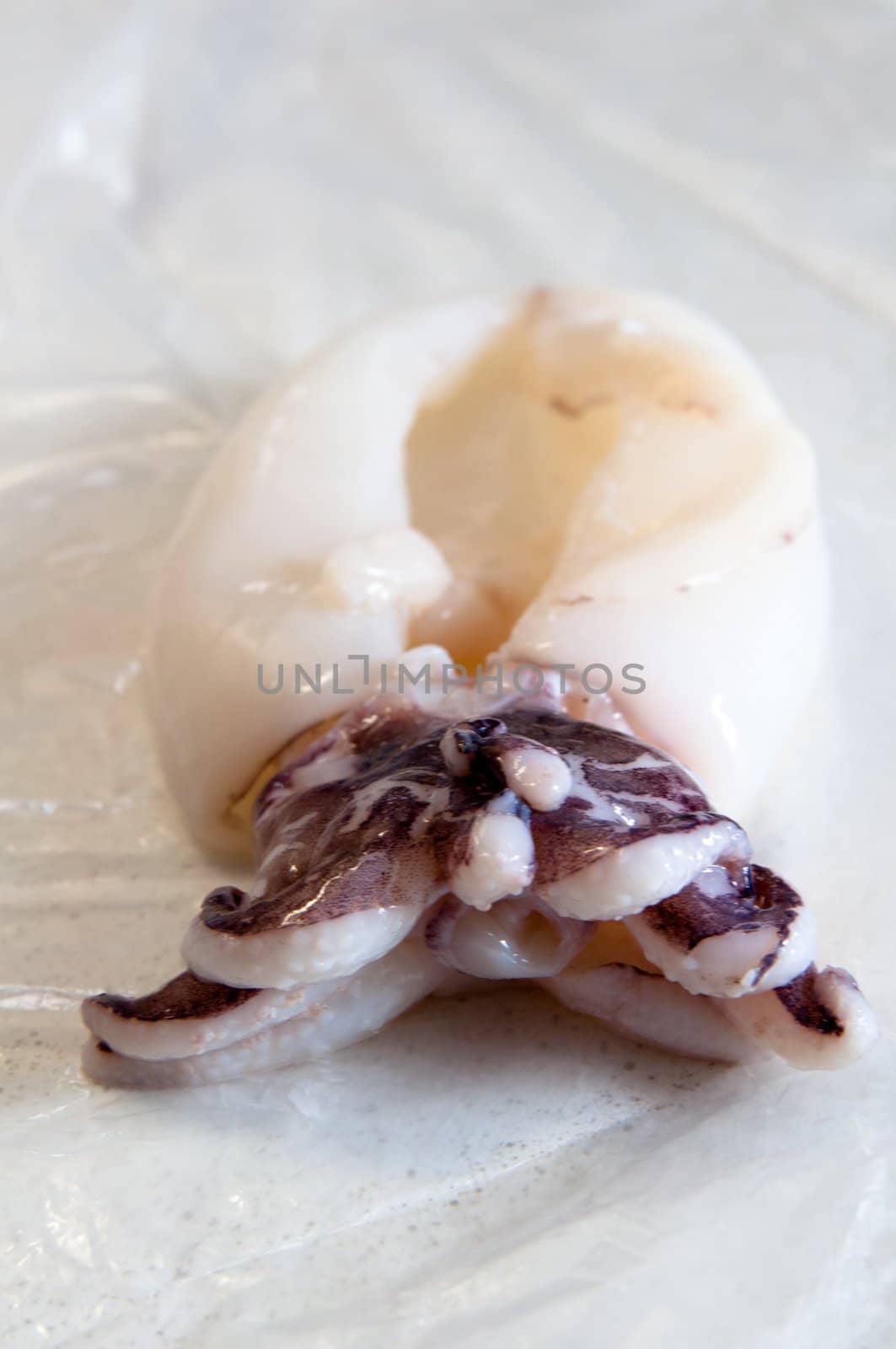 nice fresh squid unpacked and still in plastic foil