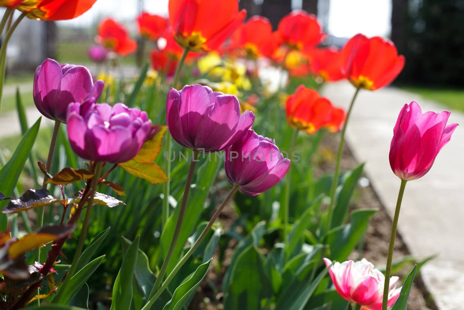 Purple tulips on the flowerbed close up