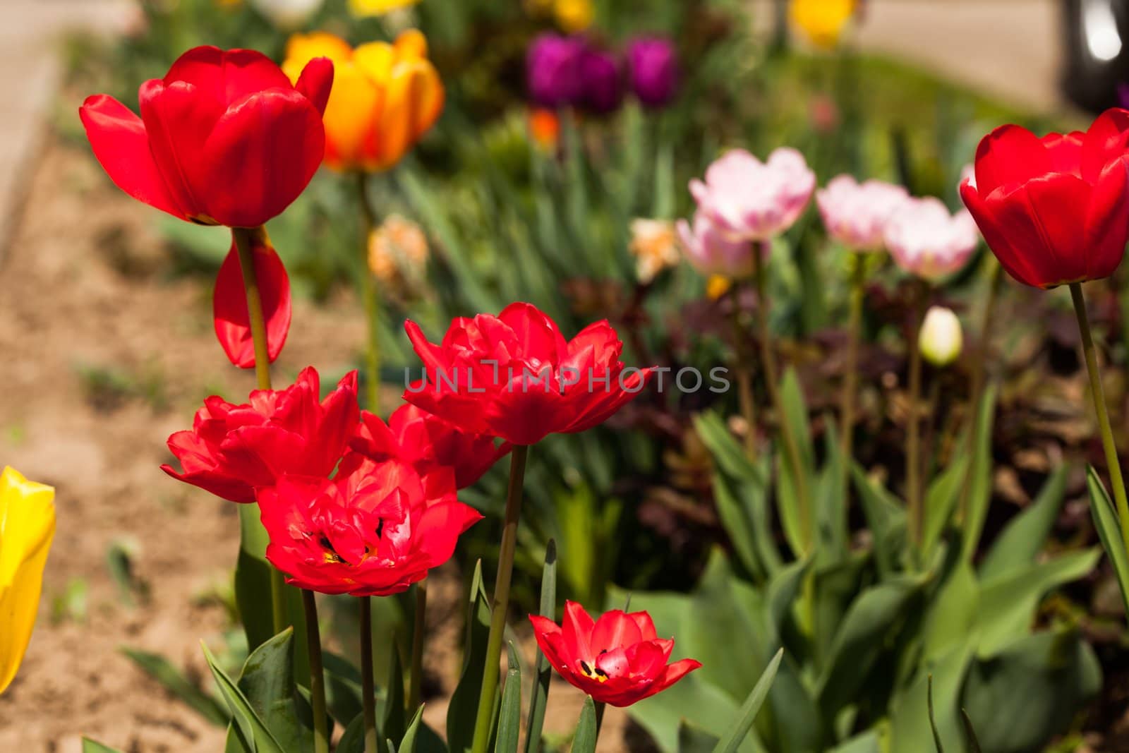 Colourfull tulips on the flowerbed close up