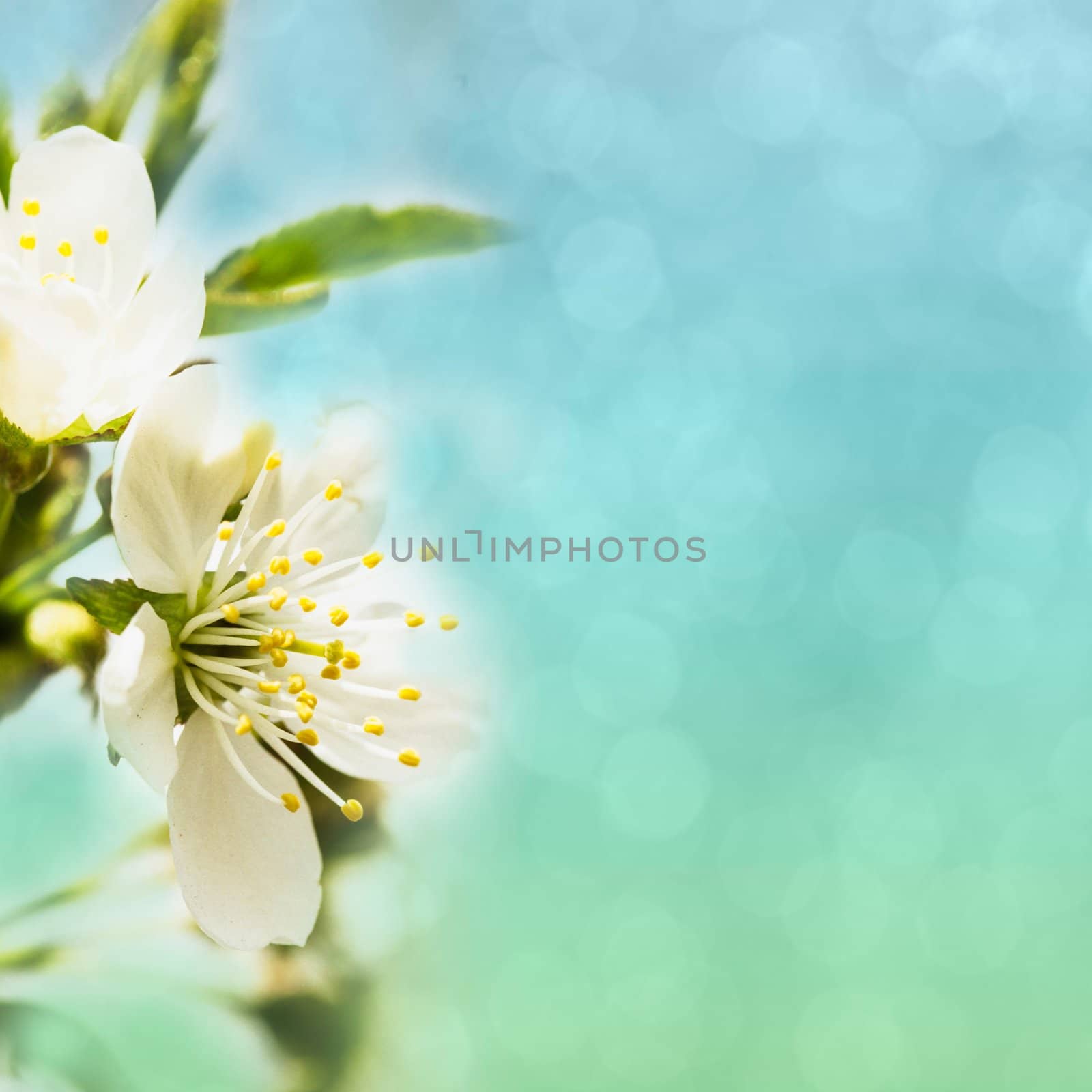 Beautiful spring bokeh for design with copyspace