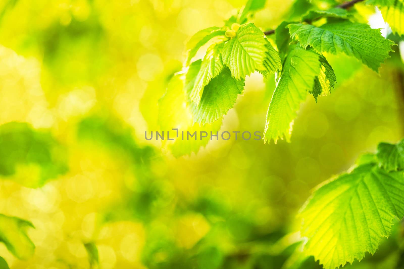 Green leaves closeup a background for design