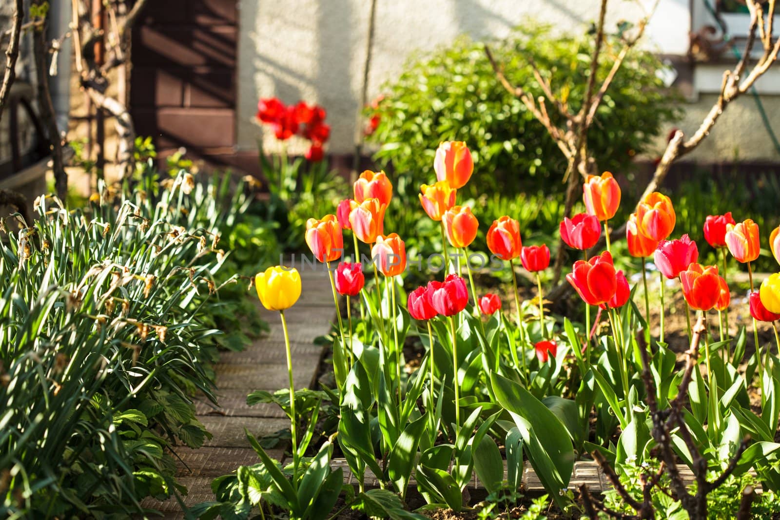 Colourfull tulips on the flowerbed close up