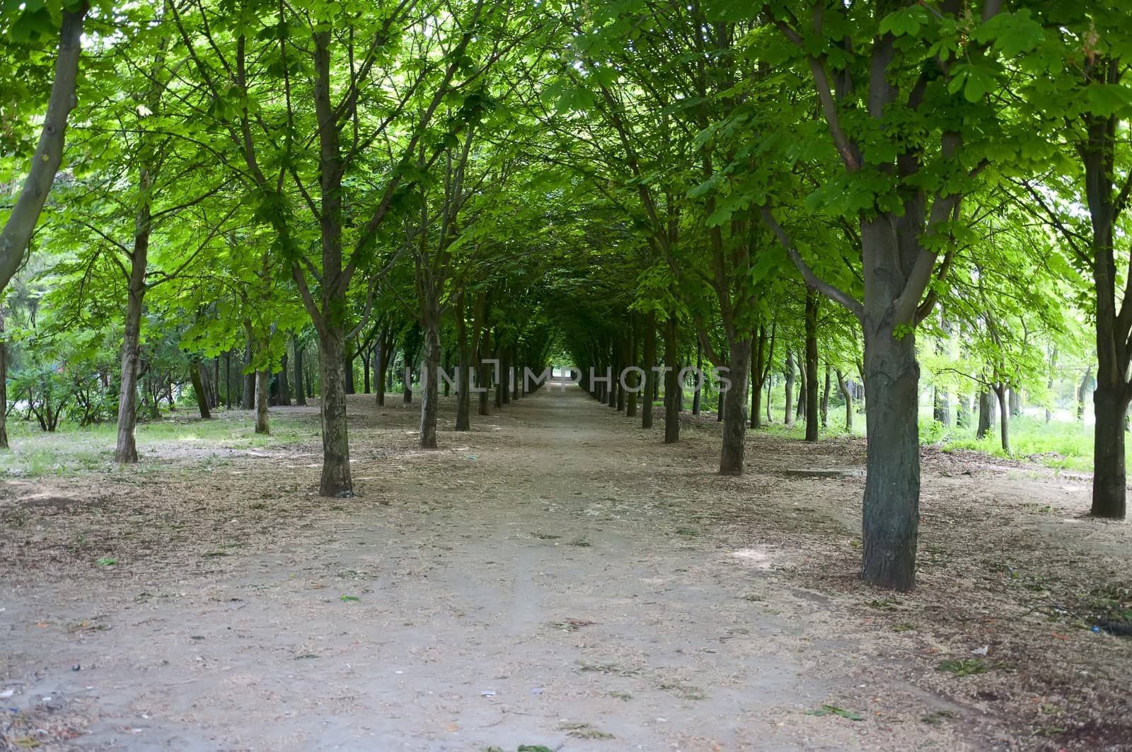 The avenue with chestnut trees in the spring morning