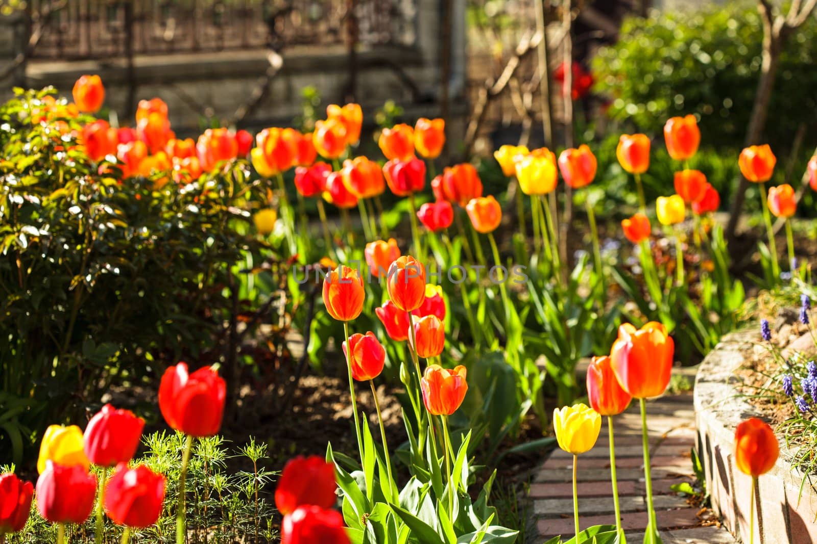 Colourfull tulips on the flowerbed close up