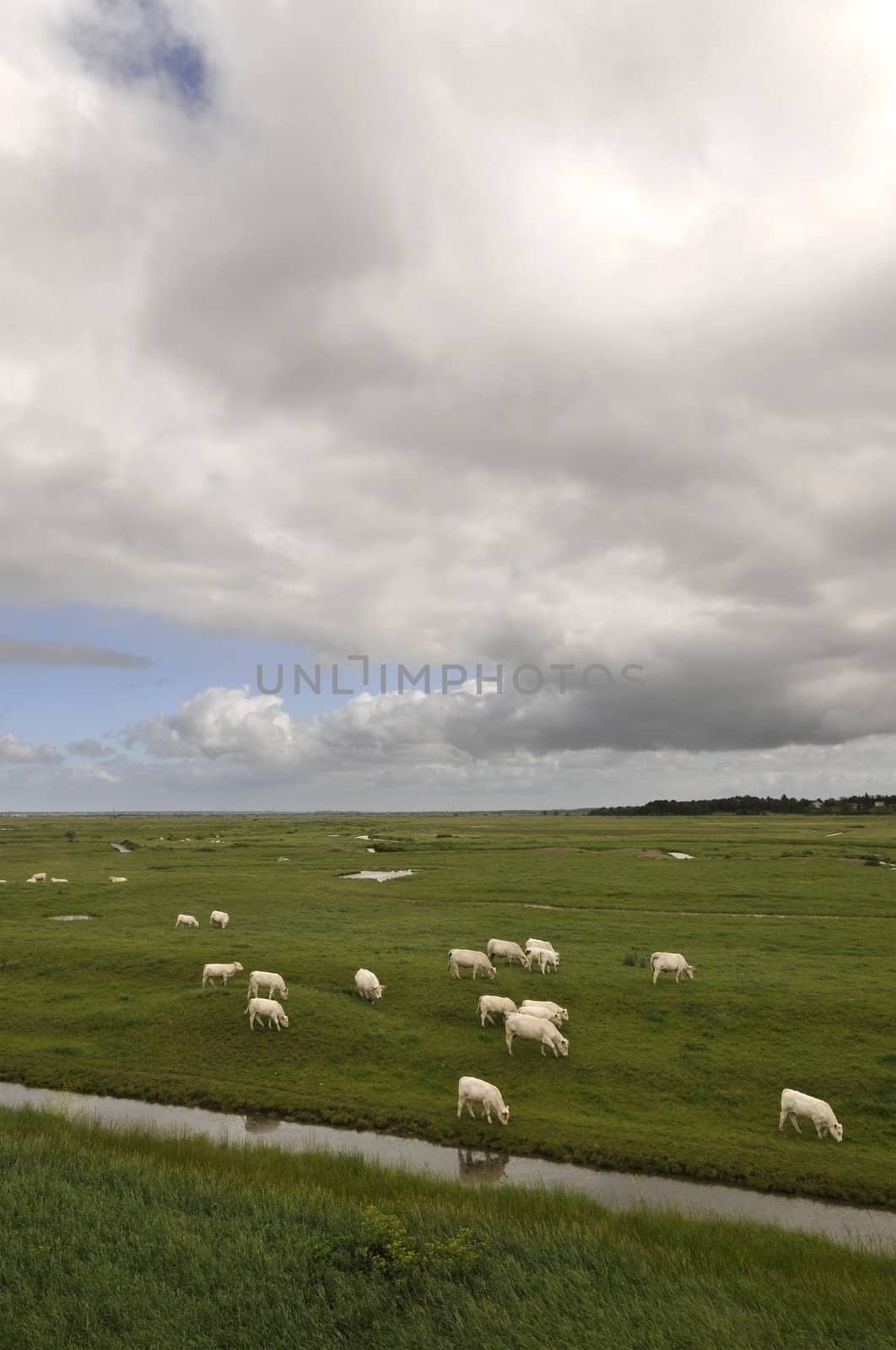 White Cows in Meadows with Big Clouds by shkyo30