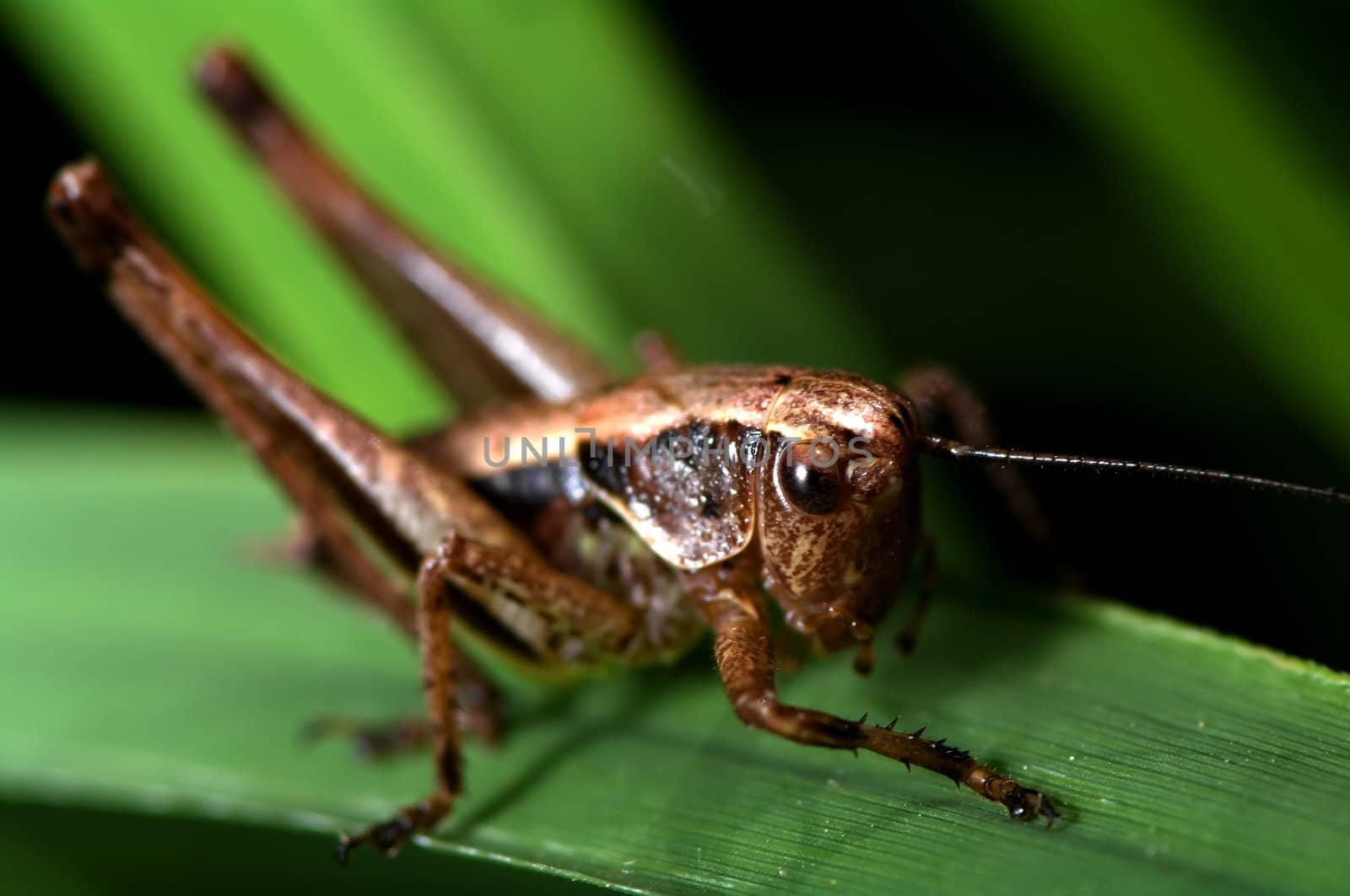 Katydid by baggiovara