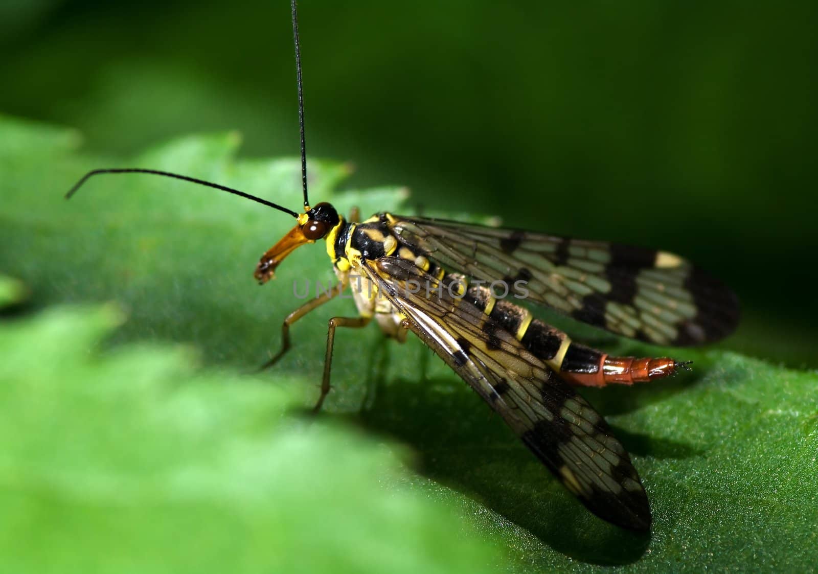 Scorpionfly on a leaf a summer day in Bucamante