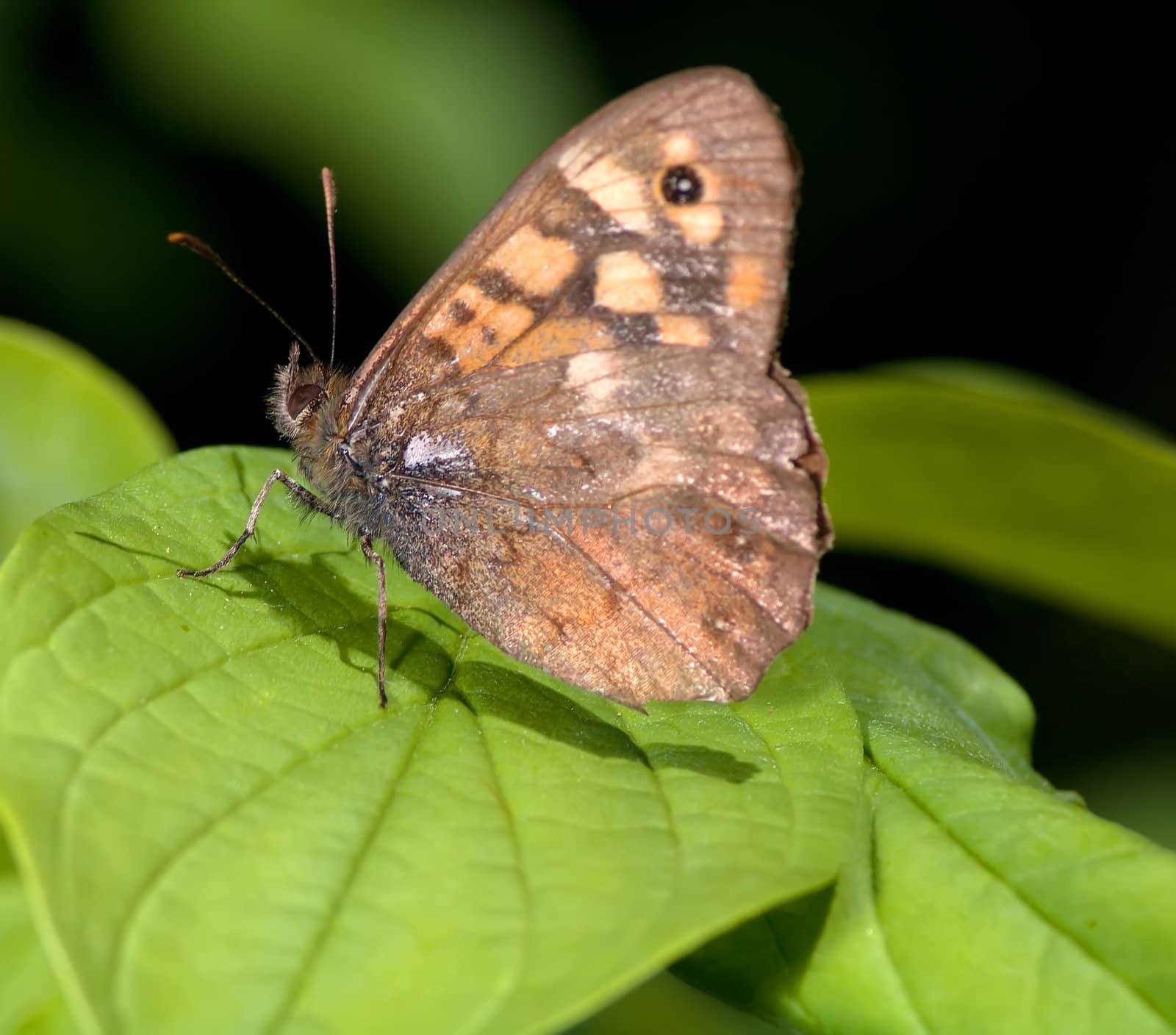 Brown by baggiovara