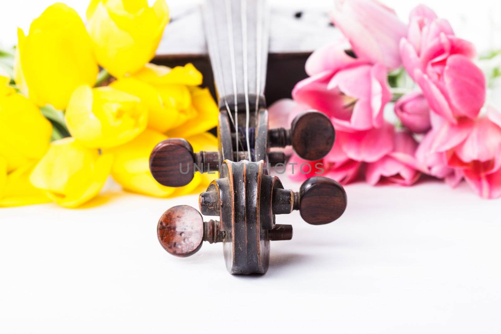 Black old violin with tulips on white