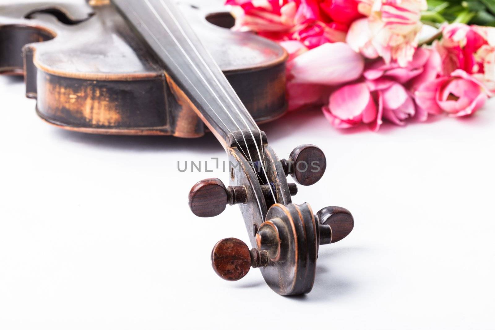 Black old violin with tulips on white