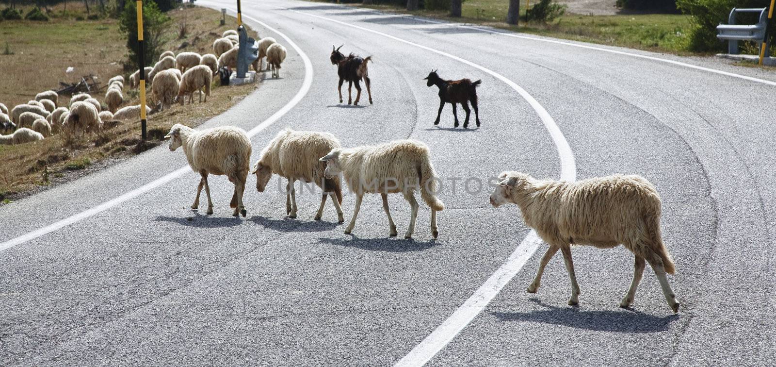 A flock of goats and sheep in and by the the road - Abruzzo, Italy.