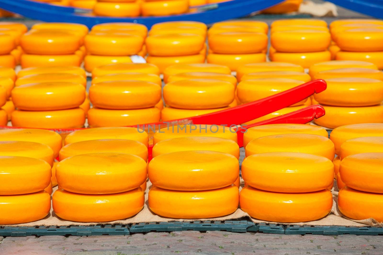 Many whole Dutch cheese at the market in Alkmaar