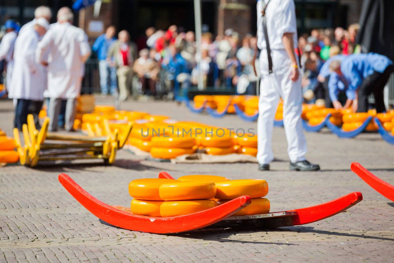 Many whole Dutch cheese at the market in Alkmaar