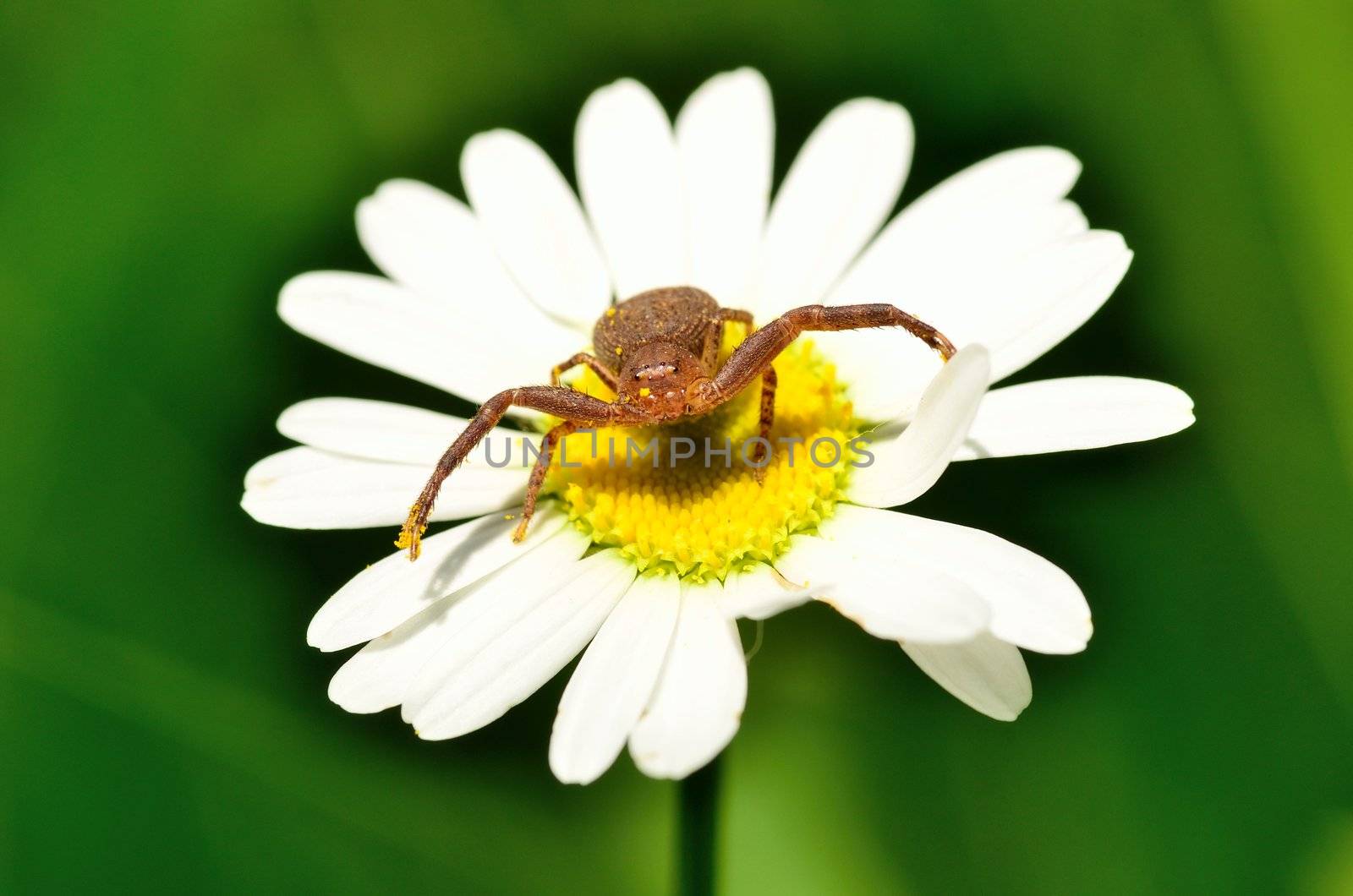 Crab Spider by brm1949