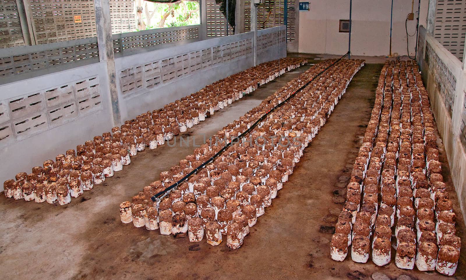 The Prepare young mushroom in plant