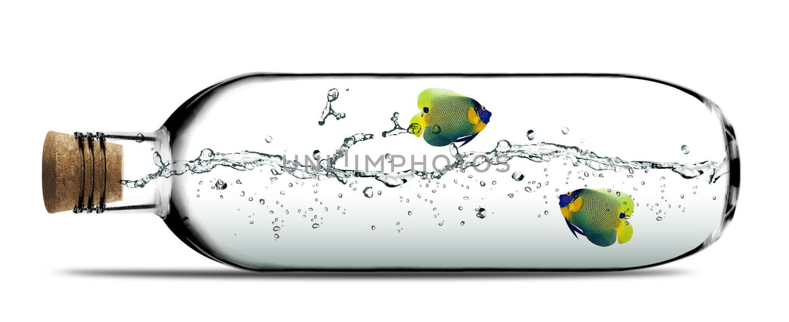 Two angelfish and water splashes inside Glass bottle with cork.