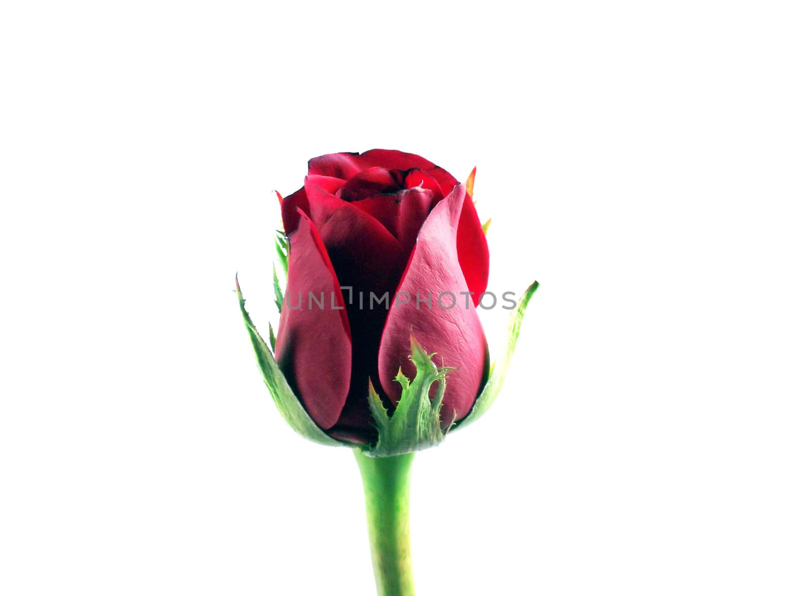 Red rose on the white background and copy space for text.