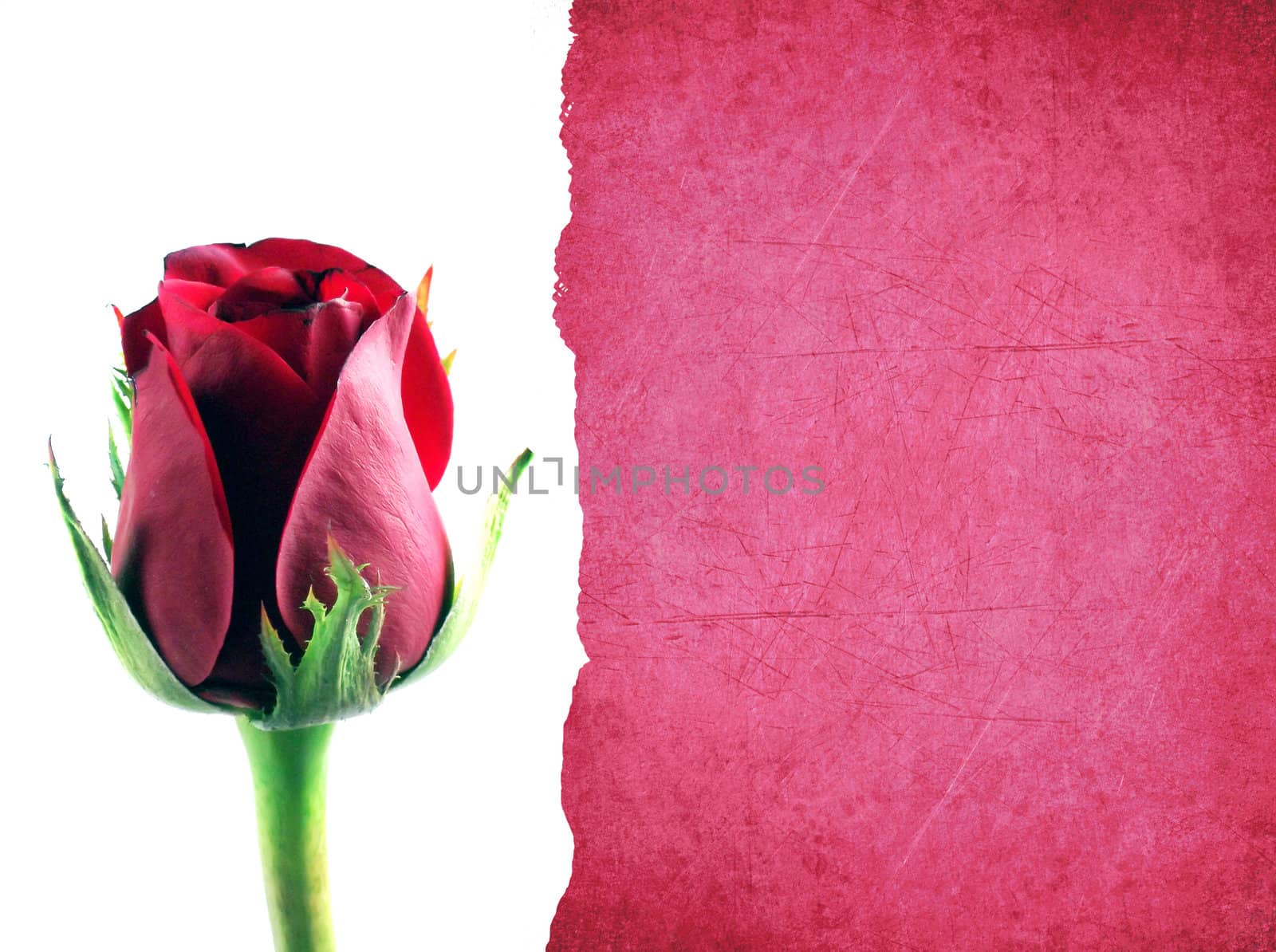 red rose by designsstock