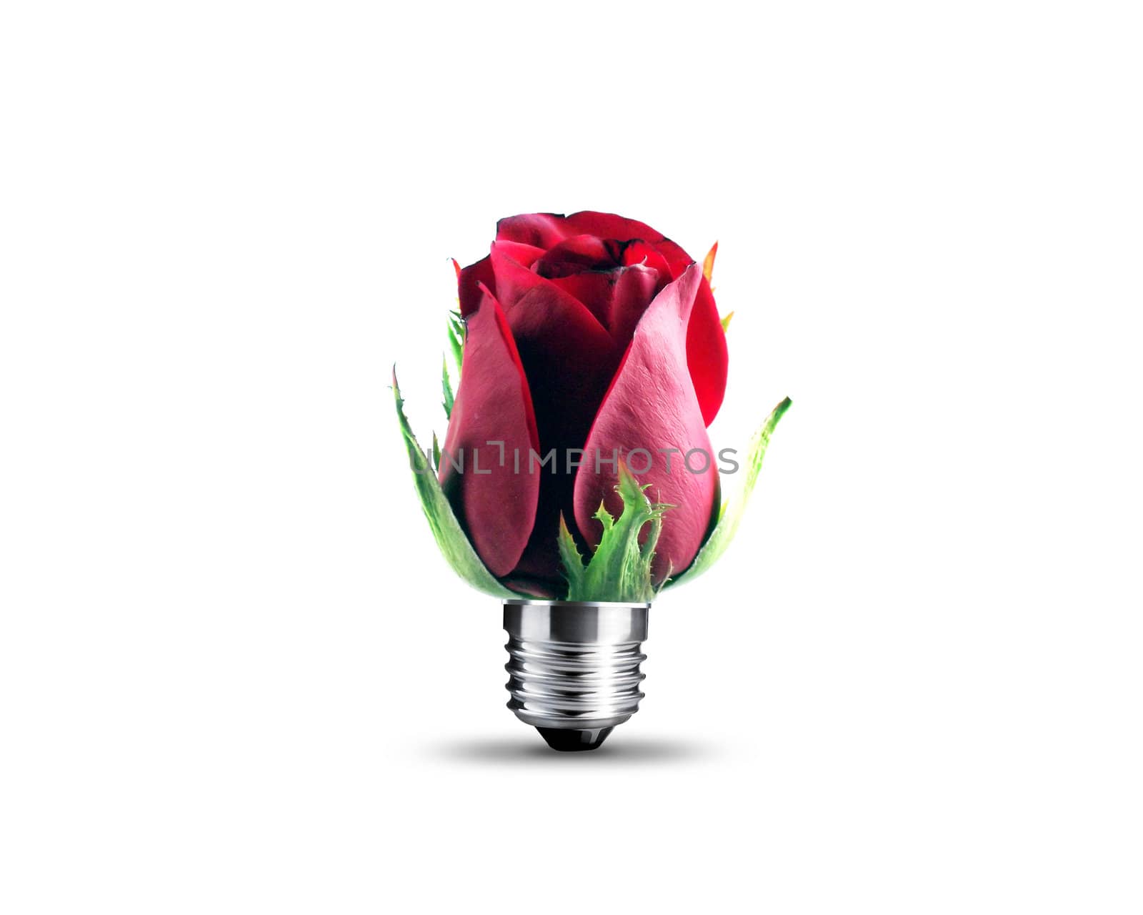 red rose by designsstock