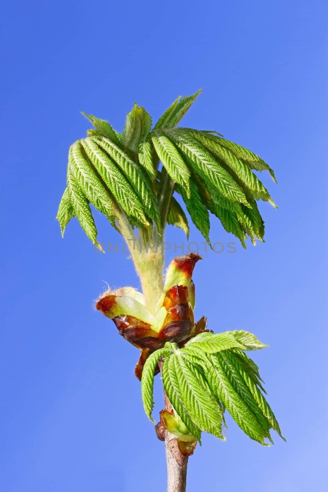 Chestnut young leaves which dissolved on the background of blue sky